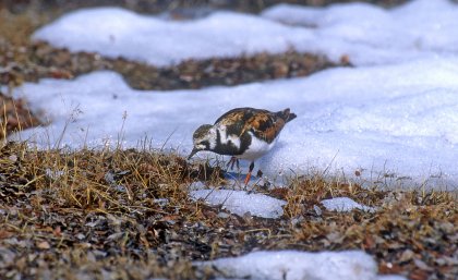 A Turnstone at a snow patch edge.